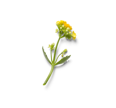 Plant icon